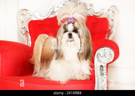 Shih Tzu mit langen Haaren in einem schönen klassischen Interieur Stockfoto