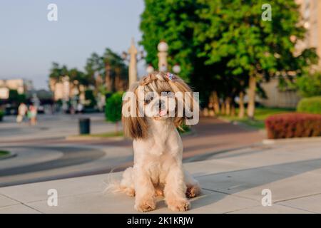 Nette lustige Shih Tzu züchten Hund im Freien. Hundepflege. Lustiger Hund in der Stadt Stockfoto