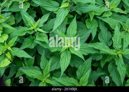 Nahaufnahme von Brennnesselblättern. Stockfoto