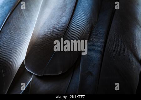 Schöne schwarz und weiß Taube Vogel Federn dunkel nahtlose abstrakte Linien Muster Textur Design natürlichen Hintergrund Bild Konzept. Nahaufnahme der Feder. Stockfoto
