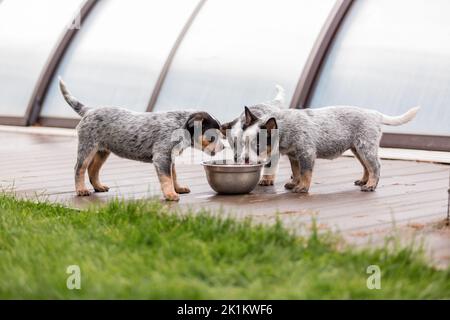 Australischer Rinderhund-Welpe im Freien. Welpen auf dem Hinterhof Stockfoto