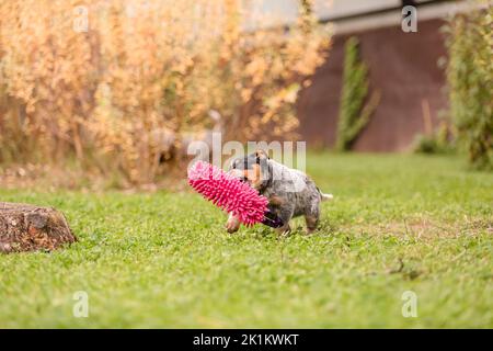 Australischer Rinderhund-Welpe im Freien. Welpen auf dem Hinterhof Stockfoto