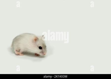 Ein kleiner, weißer Hamster auf hellem Hintergrund. Ein Baby Hamster. Ein Haustier. Nahaufnahme. Stockfoto