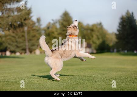 Schöner Husky Hund auf dem Feld Stockfoto