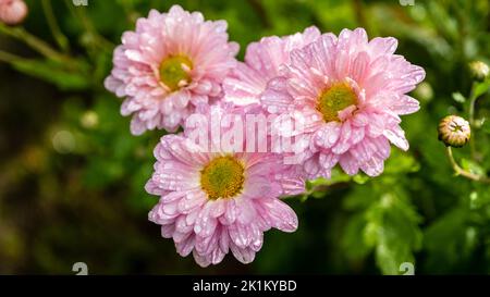 Drei pulverrosa Dahlia-Blüten mit Regentropfen, die im Garten gepflanzt wurden Stockfoto