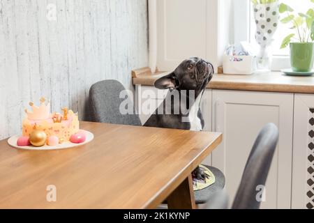 Hundegeburtstag. Französische Bulldogge mit Geburtstagstorte. Alles Gute Zum Geburtstag Stockfoto