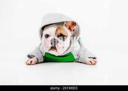 Lustiger Hund auf Weiß isoliert. Französische Bulldogge. Gekleideter Hund Stockfoto