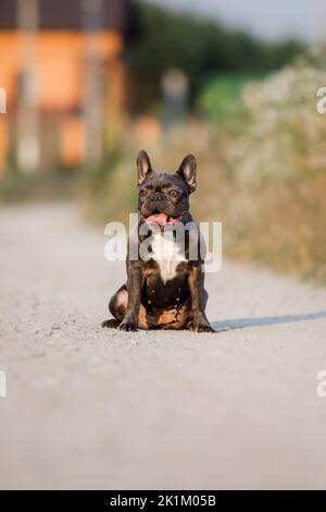Netter französischer Bulldogge-Welpe im Kragen im Park. Hübscher Hund Stockfoto