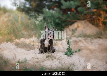 Netter französischer Bulldogge-Welpe im Kragen im Park. Hübscher Hund Stockfoto