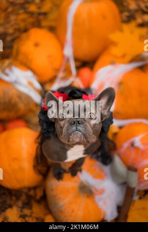 Halloween und Thanksgiving Feiertage. Hund mit Kürbissen im Wald. Niedliche Französische Bulldogge. Hundekostüm für Halloween Stockfoto