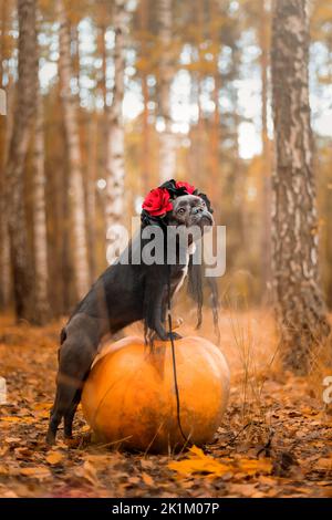 Halloween und Thanksgiving Feiertage. Hund mit Kürbissen im Wald. Niedliche Französische Bulldogge. Hundekostüm für Halloween Stockfoto