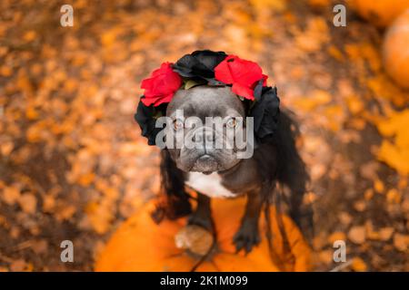 Halloween und Thanksgiving Feiertage. Hund mit Kürbissen im Wald. Niedliche Französische Bulldogge. Hundekostüm für Halloween Stockfoto
