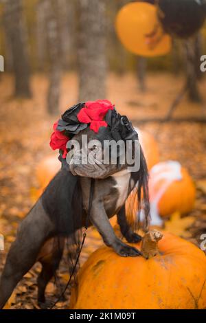 Halloween und Thanksgiving Feiertage. Hund mit Kürbissen im Wald. Niedliche Französische Bulldogge. Hundekostüm für Halloween Stockfoto