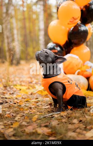 Halloween und Thanksgiving Feiertage. Hund mit Kürbissen im Wald. Niedliche Französische Bulldogge. Hundekostüm für Halloween Stockfoto