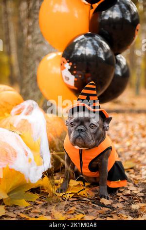 Halloween und Thanksgiving Feiertage. Hund mit Kürbissen im Wald. Niedliche Französische Bulldogge. Hundekostüm für Halloween Stockfoto
