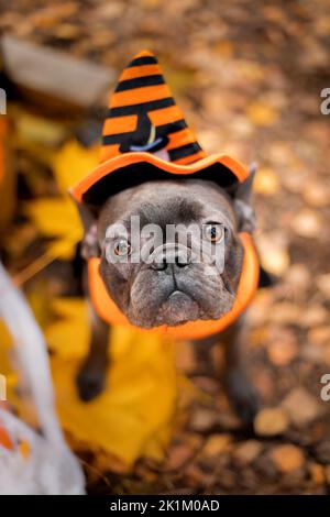 Halloween und Thanksgiving Feiertage. Hund mit Kürbissen im Wald. Niedliche Französische Bulldogge. Hundekostüm für Halloween Stockfoto