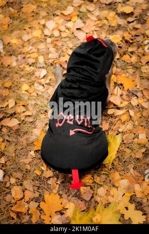 Halloween und Thanksgiving Feiertage. Hund mit Kürbissen im Wald. Niedliche Französische Bulldogge. Hundekostüm für Halloween Stockfoto