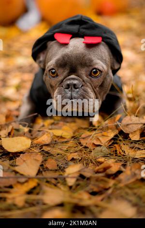 Halloween und Thanksgiving Feiertage. Hund mit Kürbissen im Wald. Niedliche Französische Bulldogge. Hundekostüm für Halloween Stockfoto
