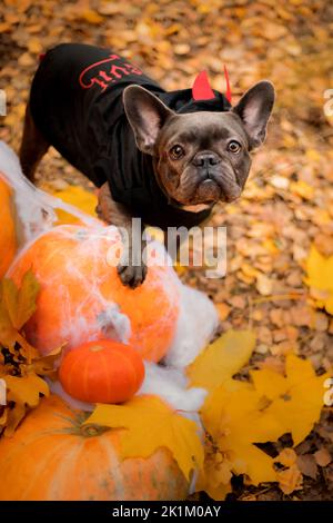 Halloween und Thanksgiving Feiertage. Hund mit Kürbissen im Wald. Niedliche Französische Bulldogge. Hundekostüm für Halloween Stockfoto