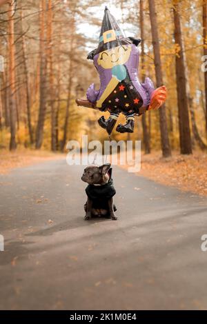 Halloween und Thanksgiving Feiertage. Hund mit Kürbissen im Wald. Niedliche Französische Bulldogge. Hundekostüm für Halloween Stockfoto