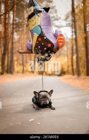 Halloween und Thanksgiving Feiertage. Hund mit Kürbissen im Wald. Niedliche Französische Bulldogge. Hundekostüm für Halloween Stockfoto