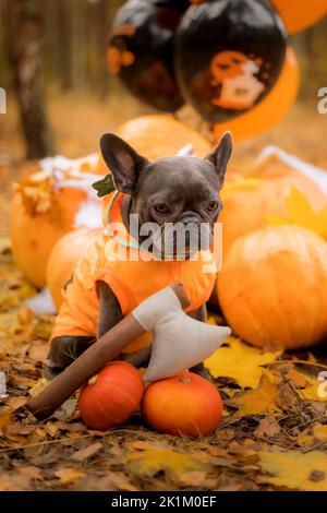 Halloween und Thanksgiving Feiertage. Hund mit Kürbissen im Wald. Niedliche Französische Bulldogge. Hundekostüm für Halloween Stockfoto