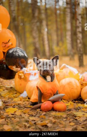 Halloween und Thanksgiving Feiertage. Hund mit Kürbissen im Wald. Niedliche Französische Bulldogge. Hundekostüm für Halloween Stockfoto