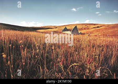Eine schöne Aufnahme von eingestürzten Ruinen der alten Burg in einem Weizenfeld Stockfoto