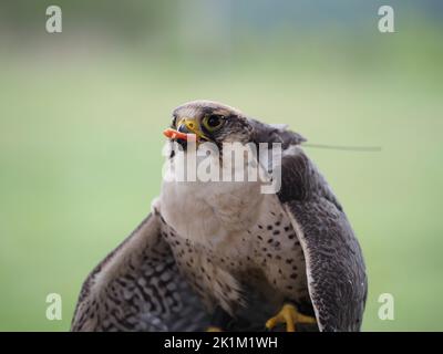 Der Wanderfalke (Falco peregrinus), der einen Wurm frisst Stockfoto
