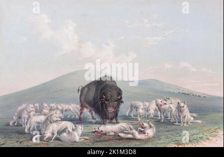 Buffalo Hunt. Weiße Wölfe greifen einen Büffelbulle an Aus Catlins nordamerikanischem indischem Portfolio, veröffentlicht in London 1844 vom Künstler, dem amerikanischen Abenteurer George Catlin, 1796 - 1872. Während vieler Reisen hat Catlin mit Stift und Pinsel die Bräuche und Lebensstile der indianischen Stämme aufgenommen. Stockfoto