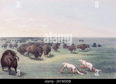 Buffalo Hunt. Unter der Haut des Weißen Wolfes. Zwei Indianer, die unter weißen Wolfskellen verkleidet sind, kriechen auf einer Büffelherde auf. Aus Catlins nordamerikanischem indischem Portfolio, veröffentlicht in London 1844 vom Künstler, dem amerikanischen Abenteurer George Catlin, 1796 - 1872. Während vieler Reisen hat Catlin mit Stift und Pinsel die Bräuche und Lebensstile der indianischen Stämme aufgenommen. Stockfoto