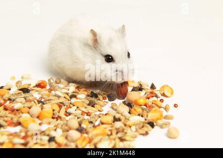 Ein weißer Hamster frisst Körner auf weißem Hintergrund. Ein Haustier. Nahrung für Nagetiere. Hochformat. Stockfoto