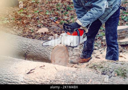 Kettensäge Nahaufnahme eines Holzfällers, der einen großen dicken Baumstamm sägt, schneidet ein auf dem Boden liegendes, enges Baumfragment ab, Sägemehl fliegt zu den s Stockfoto