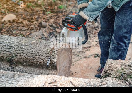 Kettensäge Nahaufnahme eines Holzfällers, der einen großen dicken Baumstamm sägt, schneidet ein auf dem Boden liegendes, enges Baumfragment ab, Sägemehl fliegt zu den s Stockfoto