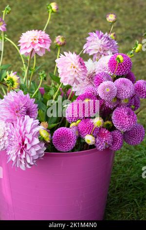 Schneiden Sie rosafarbene Dahlia-Blumen in einem Trug an einem, der bei einer Blumenschau ausgestellt wird. VEREINIGTES KÖNIGREICH Stockfoto