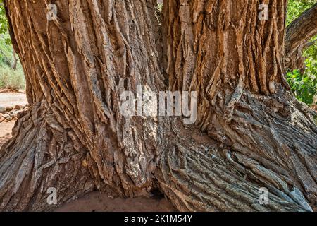 Alte Baumstämme aus Baumwollholz, Long Canyon, Burr Trail Road, Grand Staircase-Escalante National Monument, in der Nähe von Boulder, Utah, USA Stockfoto