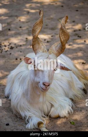 Nahaufnahme einer Girgentana-Ziege mit langen weißen Haaren und geschraubten Hörnern. Das Tier liegt auf dem Boden und schaut in die Kamera. Teleobjektiv. Stockfoto