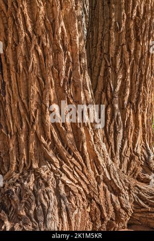 Alte Baumstämme aus Baumwollholz, Long Canyon, Burr Trail Road, Grand Staircase-Escalante National Monument, in der Nähe von Boulder, Utah, USA Stockfoto