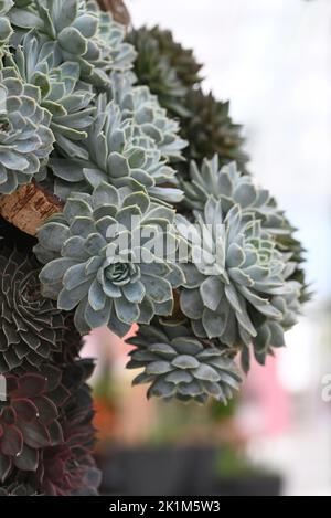 Nahaufnahme der Steinkolbenpflanze „Sedum spathulifolium Cape Blanco“ Stockfoto