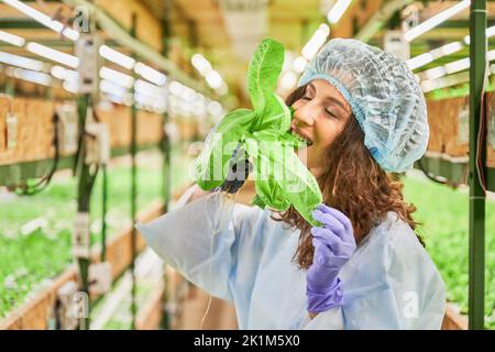 Weibliche Gärtnerin in Einwegkappe hält Topf mit grünen Blattpflanze und beißt köstliche Blatt. Frau in Gartenhandschuhen, die frisches Blattgemüse im Gewächshaus isst. Stockfoto