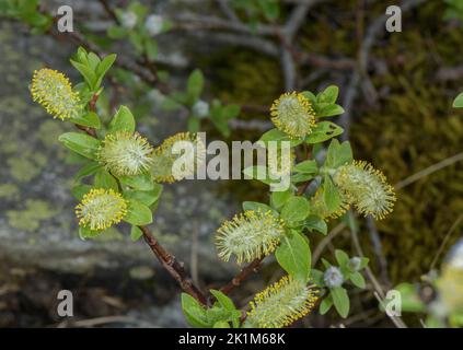 Halberdweide, Salix hastata Kätzchen in Blüte. Alpen. Stockfoto