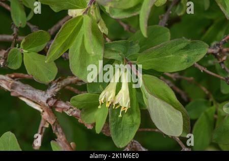 Blaues Geißbauch, Lonicera caerulea, blühend, Alpen. Stockfoto