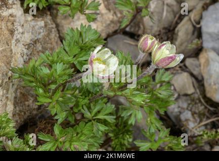 Monte Baldo Anemone, Anemone baldensis in Blüte, Schweizer Alpen. Stockfoto