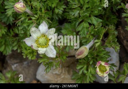 Monte Baldo Anemone, Anemone baldensis in Blüte, Schweizer Alpen. Stockfoto