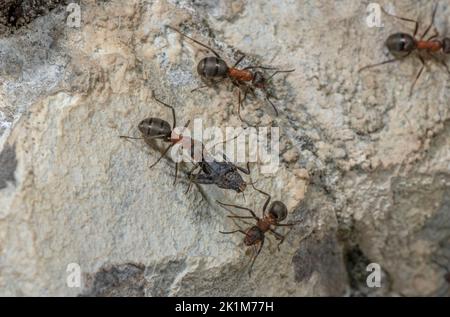 Südliche Waldante, Formica rufa, die Beute trägt. Stockfoto