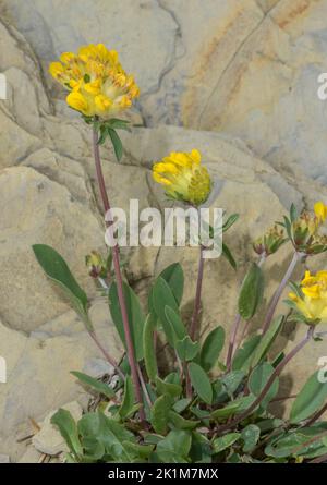 Eine alpine Form von Nierendieb, Anthyllis vulneraria ssp. Alpestris in Blüte auf der Alm. Stockfoto