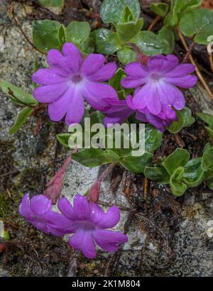 Vollblättrige Primrose, Primula integrifolia, blühend, Schweizer Alpen Stockfoto