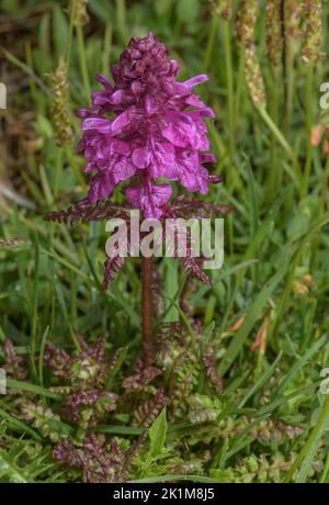 Wurriger Lousewort, Pedicularis verticillata in Blüte im Berggrasland. Stockfoto