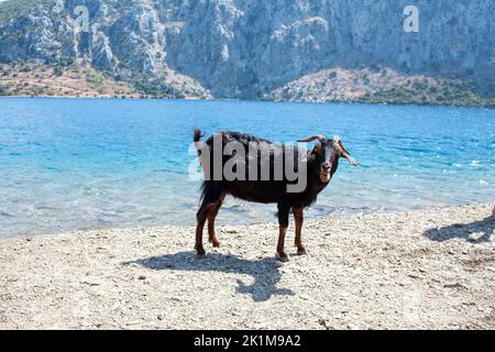 Neugierige Ziegen. Wilde Ziege am Strand. Ziegen typisch für den Mittelmeerraum mit Meer und Insel im Hintergrund. Stockfoto