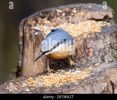 Auf einem Baumstumpf im englischen Wald ernährt sich ein Nuthatch Stockfoto